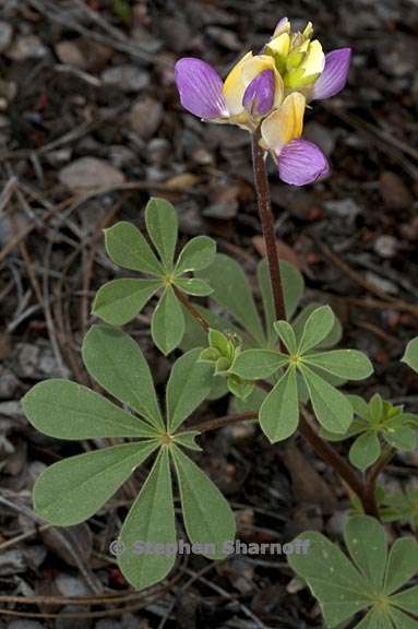 lupinus stiversii 7 graphic